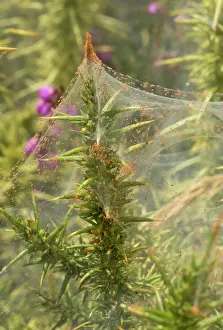 Gorse: Gorse Bush covered with Gorse Spider Mite Dartmoor, UK
