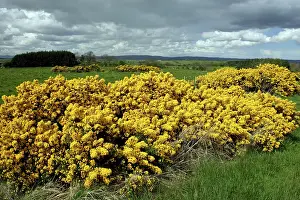Ulex: GORSE - flowering in May