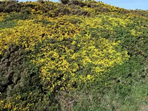 Gorse: Gorse Flowers