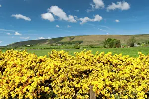 Gorse: Gorse hedge and farmland in the Forest of Bowland