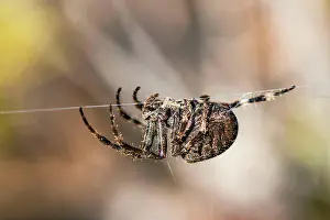 Majorca: Gorse Orb-weaver, Agalenatea redii, Majorca, Spain, Europe