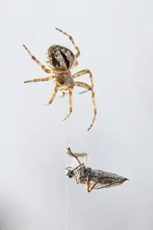 Gorse: Gorse Orbweaver - in web with prey