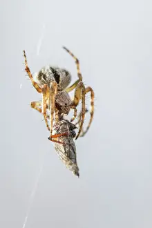 Gorse: Gorse Orbweaver - in web with prey