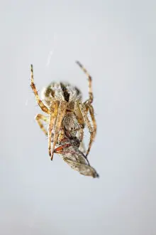 Gorse: Gorse Orbweaver - in web with prey