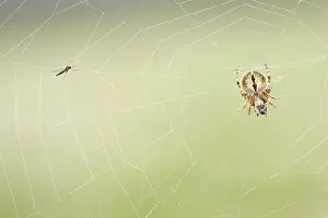 Gorse: Gorse Orbweaver - in web with prey