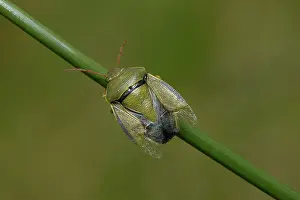 Gorse: Gorse Shield Bug (Piezodorus lituratus)