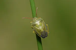 Gorse: Gorse Shield Bug (Piezodorus lituratus)