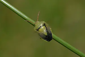 Gorse: Gorse Shield Bug (Piezodorus lituratus)