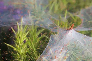 Gorse: Gorse Spider Mite - on Gorse