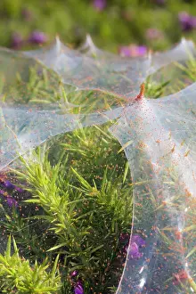 Gorse: Gorse Spider Mite - on Gorse