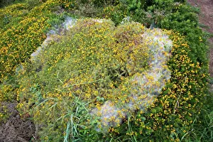 Wildilfe: Gorse Spider Mite web