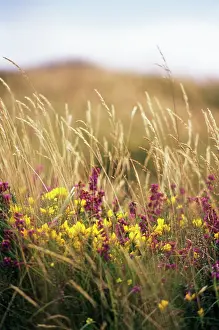 Gorse: Gorse