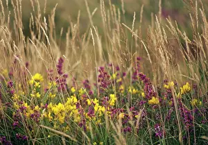 Gorse: Gorse