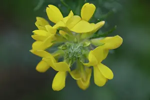 Gorse: Gorse