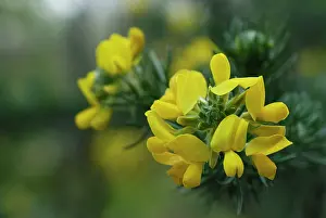 Gorse: Gorse