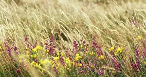 Gorse: Gorse