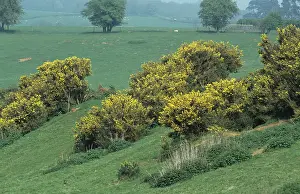 Gorse: Gorse (Ulex europaeus) bushes flowering