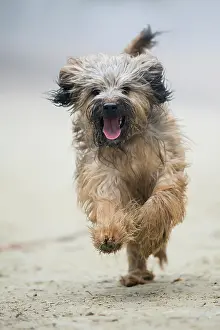 Germ: Gos d'Atura Catal&, x82f;r Catalan Sheepdog, running