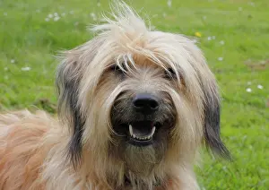 Datura: Gos d'Atura Catal&, x82f;r Catalan Sheepdog Katalanischer