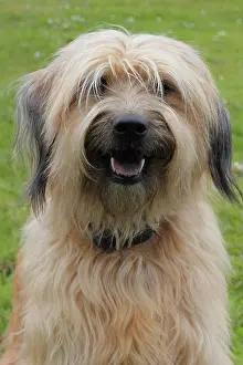 Datura: Gos d'Atura Catal&, x82f;r Catalan Sheepdog Katalanischer