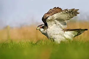 Zeeland: Goshawk