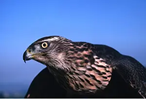 Hawks: GOSHAWK - close-up