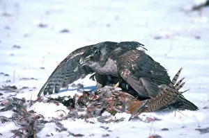 Gentilis: Goshawk Eating Pheasant
