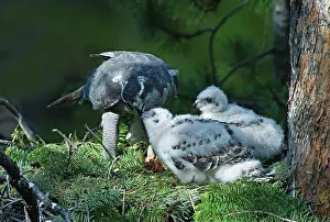 Bringing: Goshawk feeding chicks in nest