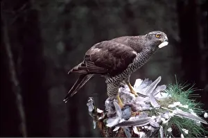 Plucking: GOSHAWK - Female, with bird prey, at plucking post