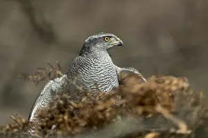 Canorus: Goshawk - Female - Captive - UK