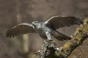 Canorus: Goshawk - Female - Captive - UK