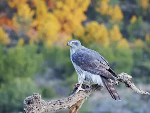 Partridge: Goshawk - female feeding on Red Legged Partridge