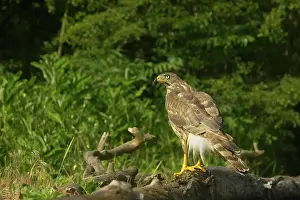 Gentilis: Goshawk - Female perched in forest