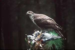 Plucking: GOSHAWK - female on plucking post with prey