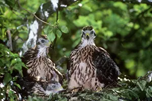 Goshawk - two fledglings