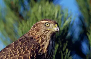 Gentilis: Goshawk - immature female