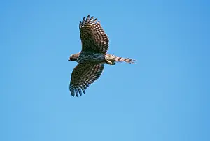 Gentilis: GOSHAWK - Immature, in flight