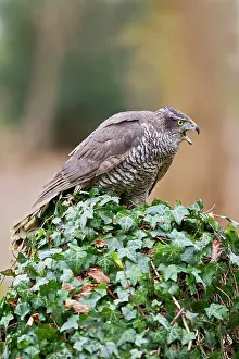 Gentilis: Goshawk - male calling