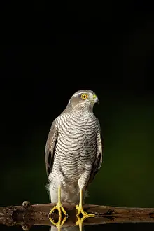Gentilis: Goshawk - Male at drinking pool in forest