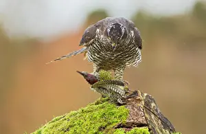 Gentilis: Goshawk - male feeding on Green Woodpecker