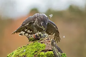 Gentilis: Goshawk - male feeding on Green Woodpecker