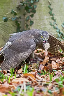 Woodcock: Goshawk - male feeding on Woodcock