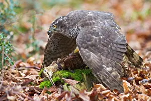Woodcock: Goshawk - male feeding on Woodcock