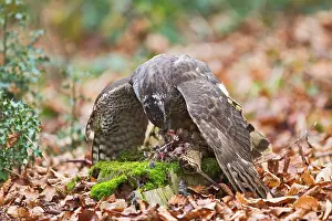 Woodcock: Goshawk - male feeding on Woodcock