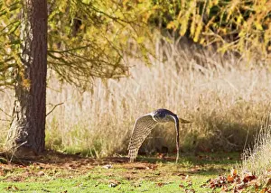 Gentilis: Goshawk - male flying through larch trees