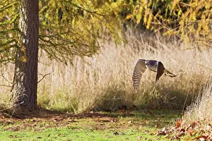 Gentilis: Goshawk - male flying through larch trees