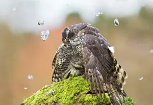 Plucking: Goshawk - male plucking Green Woodpecker