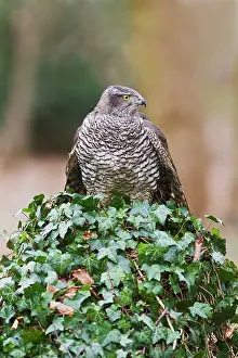 Gentilis: Goshawk - male in woodland