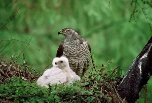 GOSHAWK - at nest, with chicks