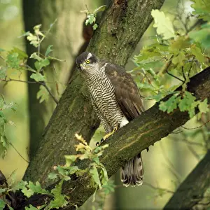 Zdenek Tunka: GOSHAWK - PERCHING IN TREE